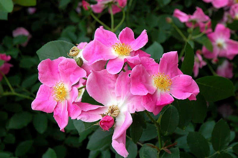 Cleanser- Rose Petals & Yarrow Facial Cleanser